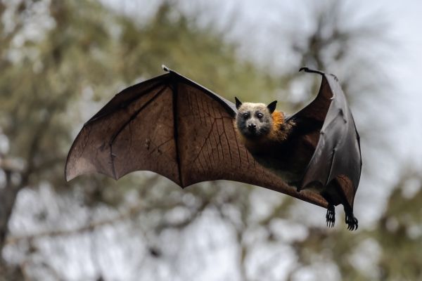 Bat Removal
