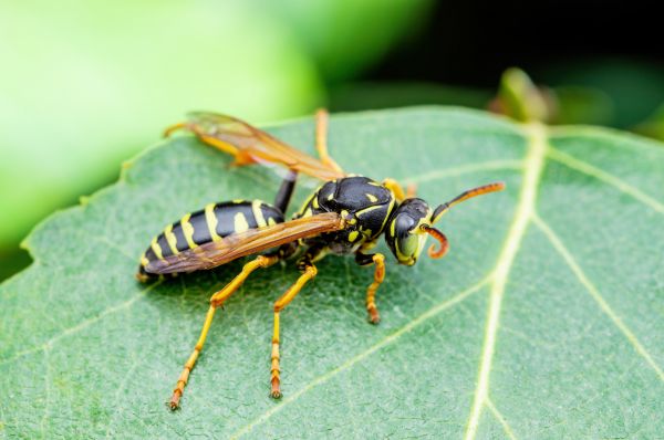 Yellow Jacket Removal