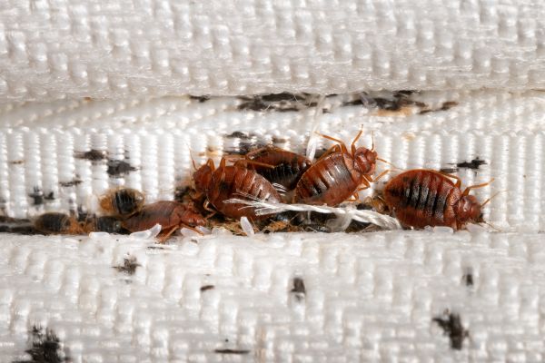Bed Bug Elimination