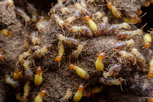 Termite Treatment Service