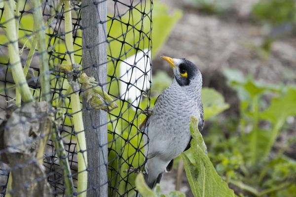 Bird Netting Services