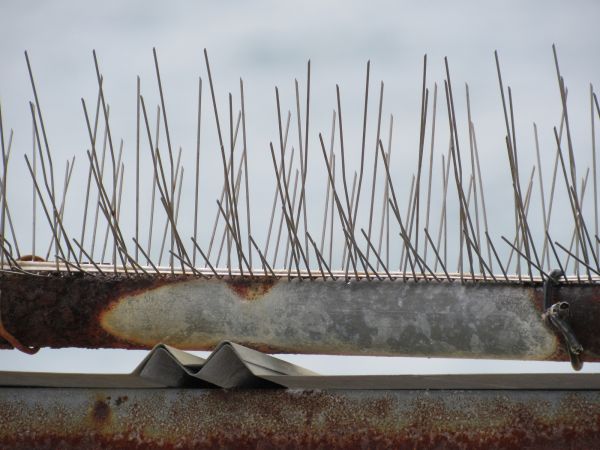 Bird Deterrent Service