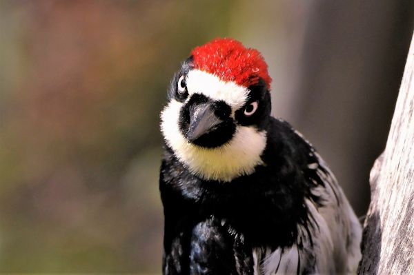 Woodpecker Control