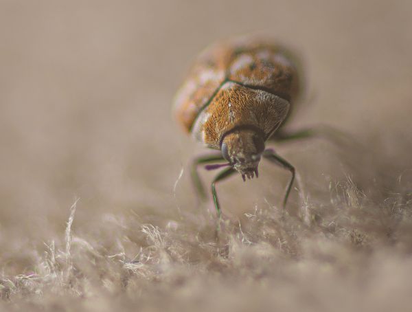 Carpet Beetle Extermination