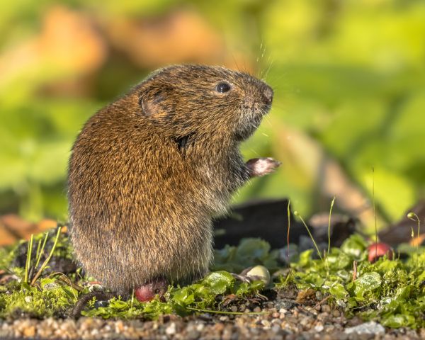 Vole Eradication