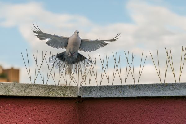 Pigeon Control Spike Install