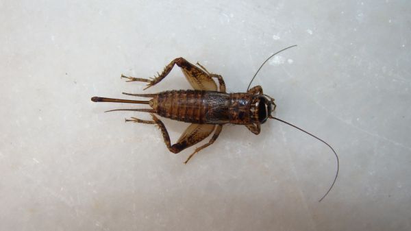 Cricket Pest Management