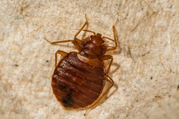Bed Bug Prevention
