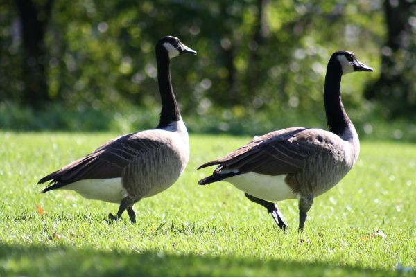 Canada Geese Removal