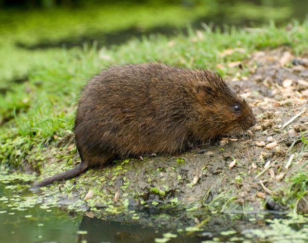 Vole Elimination