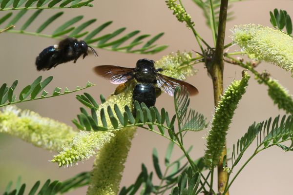 Carpenter Bees Extermination