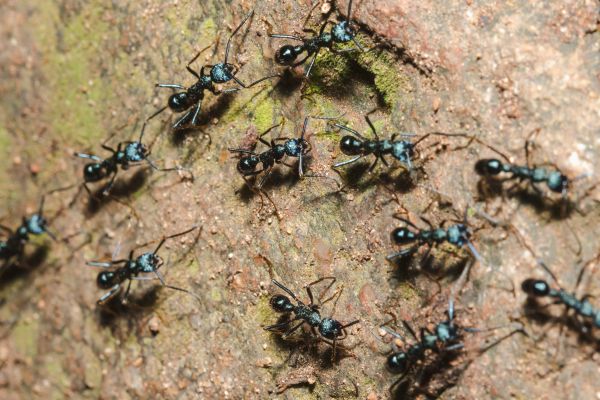 Black Ant Pest Control