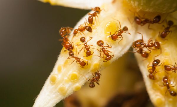 Fire Ant Removal