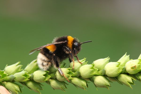 Bumble Bee Removal