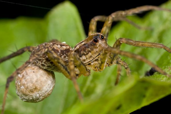Wolf Spider Extermination