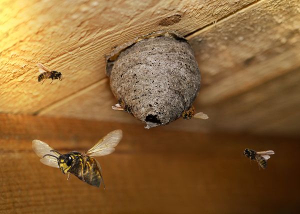 Paper Wasp Removal