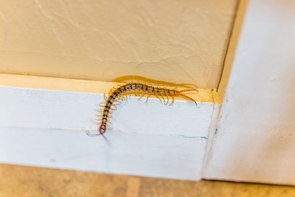 Centipede Pest Control