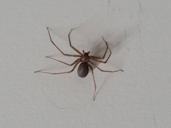 Brown Recluse Elimination