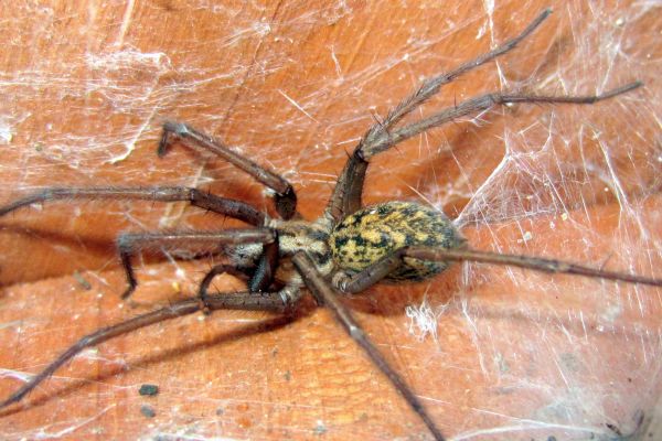 Hobo Spider Treatment