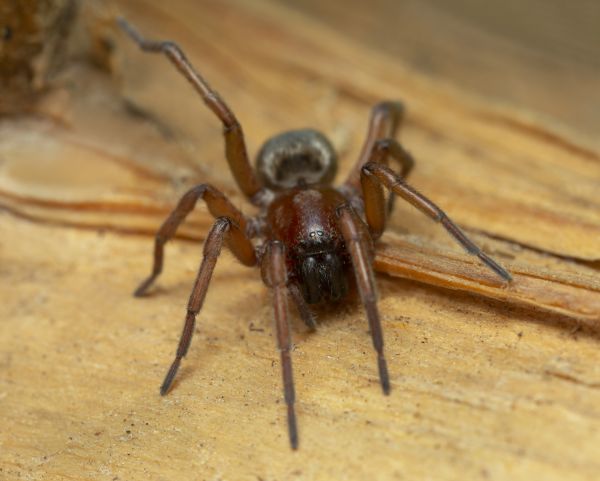 Mouse Spider Removal