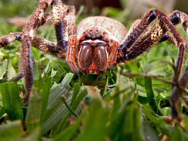 Huntsman Spider Pest Control