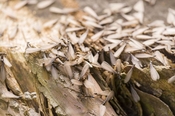 Winged Termite Removal