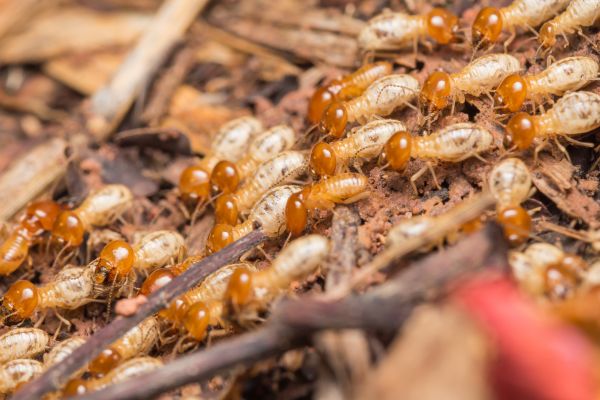 Termite Extermination