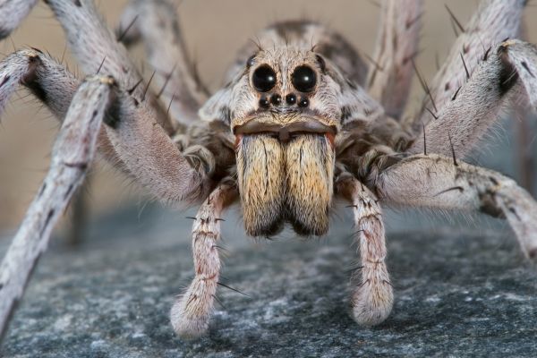 Wolf Spider Control