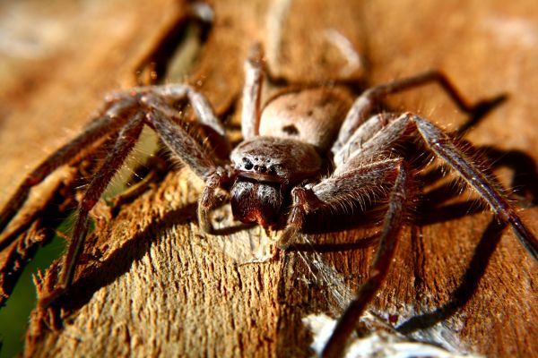 Huntsman Spider Control