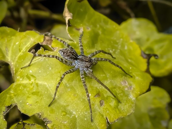 Common Spiders Extermination