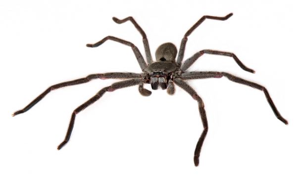Huntsman Spider Elimination