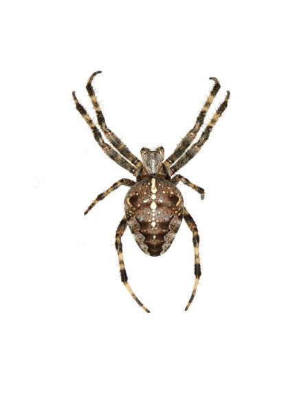 Cross Spider Treatment