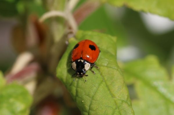 Ladybug Control