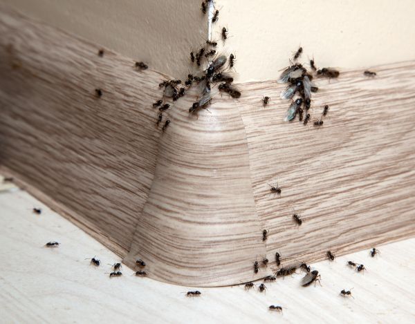 Ant Prevention