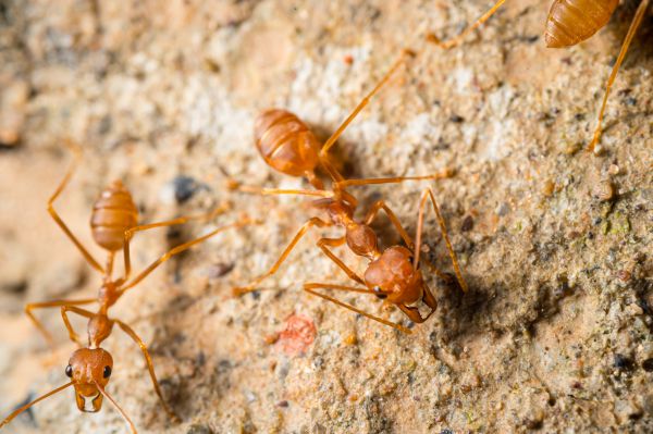 Fire Ant Control