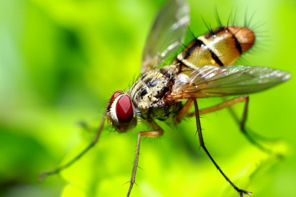 Fruit Fly Elimination