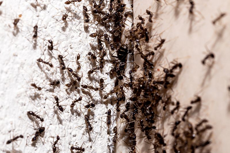 Ant Pest Control Methods That Target Colonies At The Source