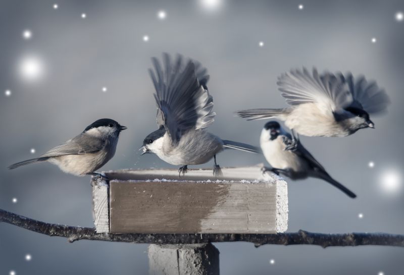 Bird Removal Service