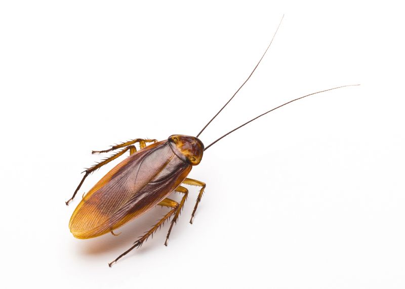 Health Risks Associated With Cockroaches Indoors