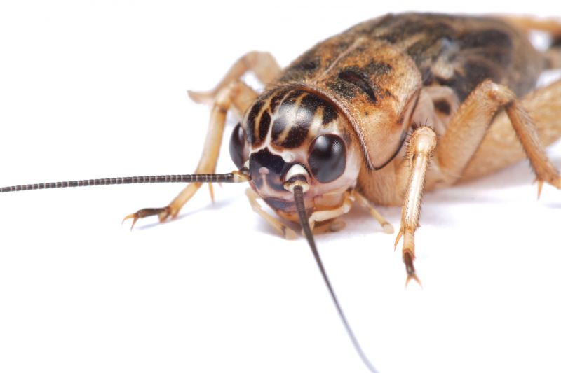 How Professional Cricket Pest Control Works