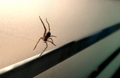 How Spiders Affect Commercial Properties