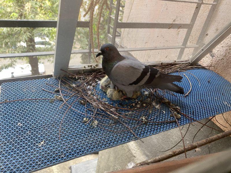 Pigeon Netting Installation