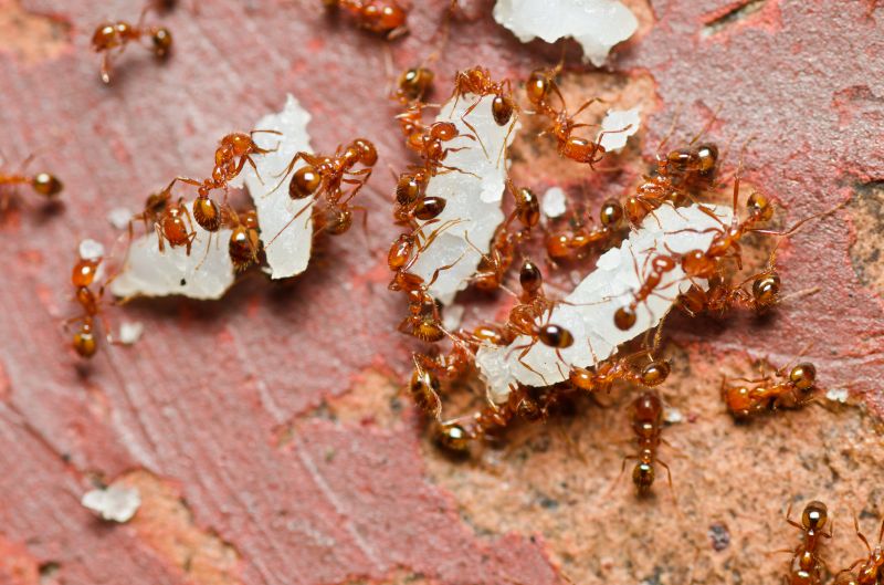 Red Ant Extermination