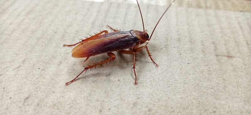 Roach Removal