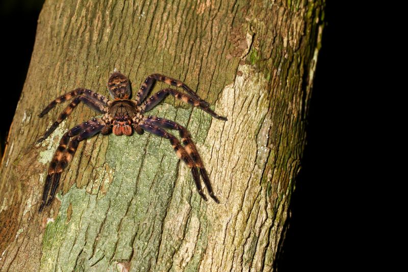 Tarantula Hawk Removal