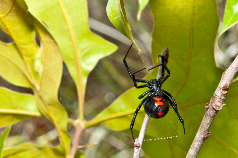 Tarantula Hawk Removal