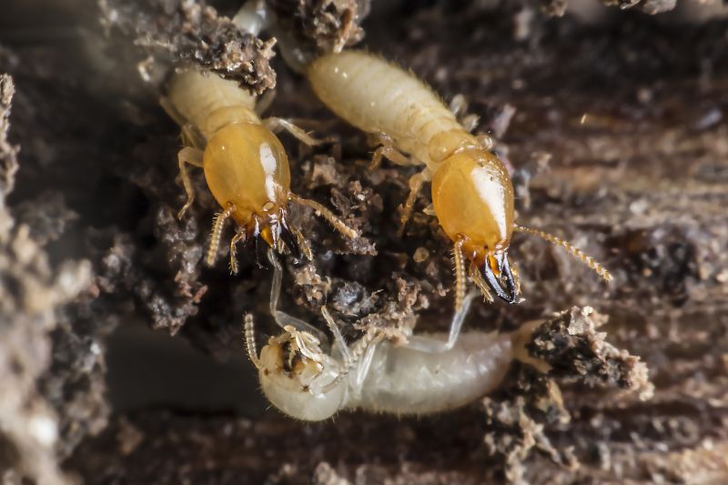 Termite Inspection Service