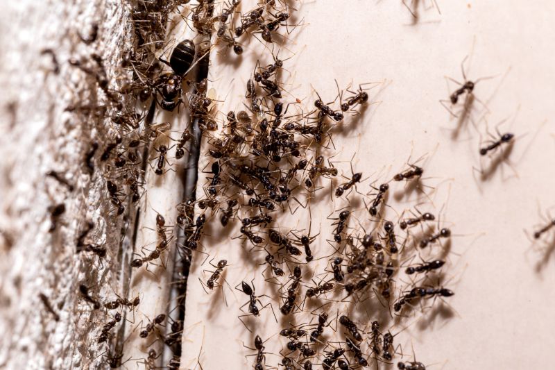 Why Ant Infestations Keep Returning Without Professional Treatment