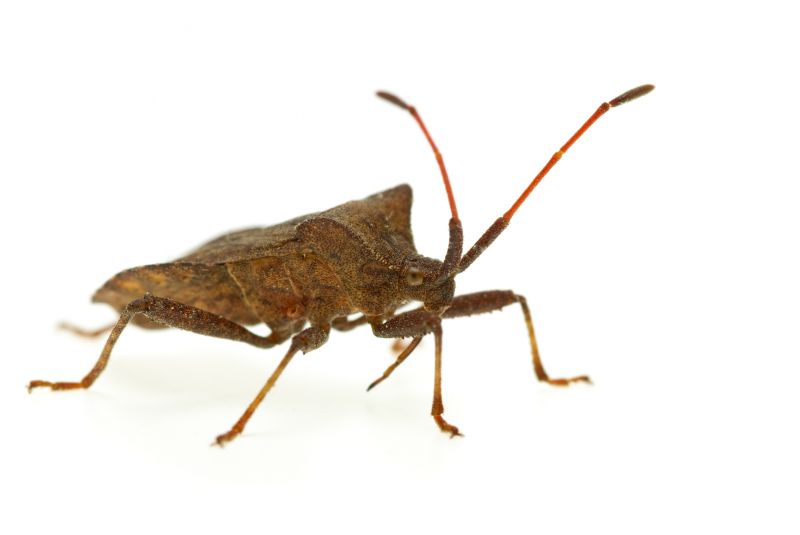 Why Stinkbugs Invade Homes And Buildings