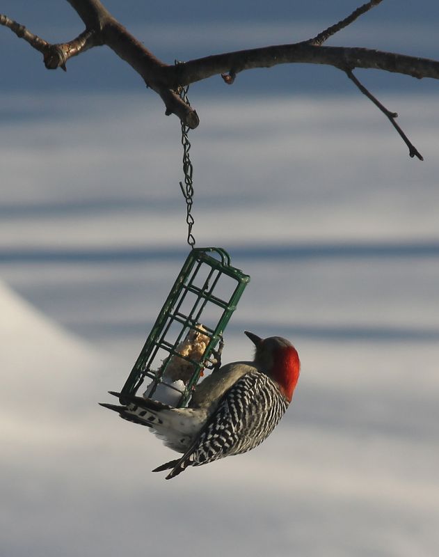 Woodpecker Removal Service